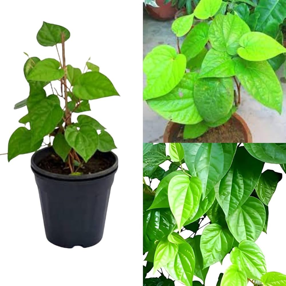 Paan Plant (Betel Leaf Plant)