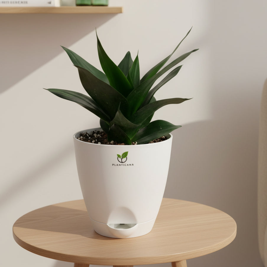 Sansevieria Black Dragon in Self-Watering Pot