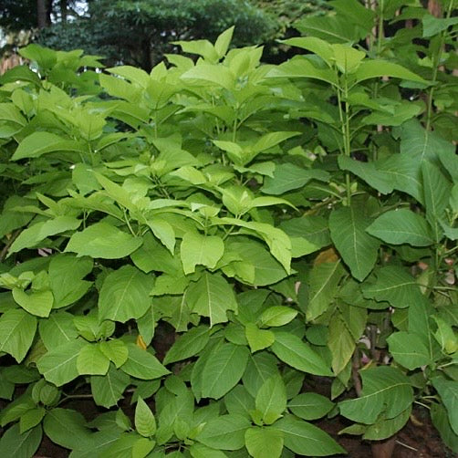 Pisonia Alba Plant