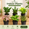 Planticana Green Combo Set of 6 Plants