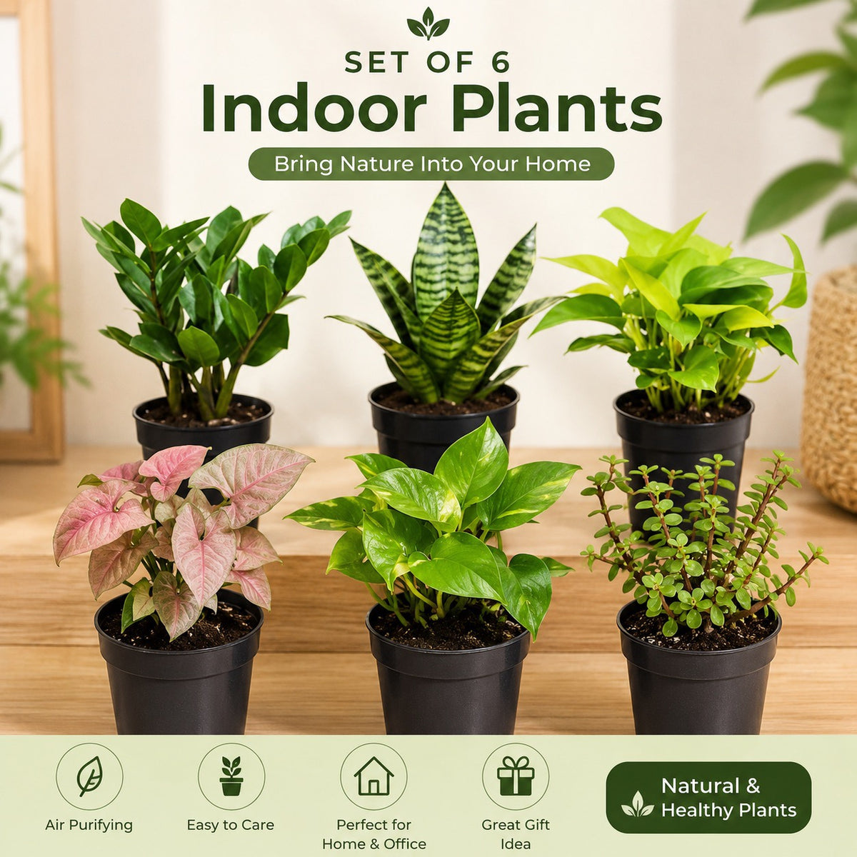 Planticana Green Combo Set of 6 Plants
