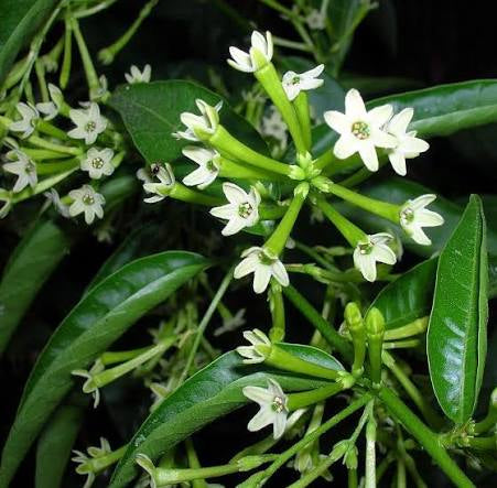 Raat Ki Rani (Cestrum Nocturnum) – Fragrant Flowering Plant