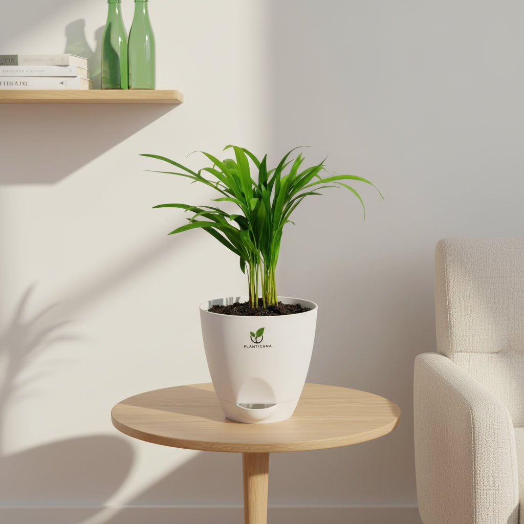 Areca Palm Plant in Self-Watering Pot