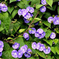 Sky Blue Flowering Vine