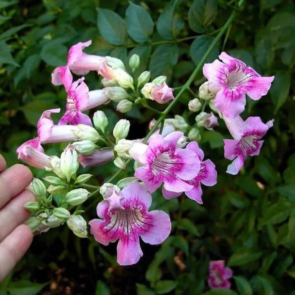 Pink Trumpet Vine Plant