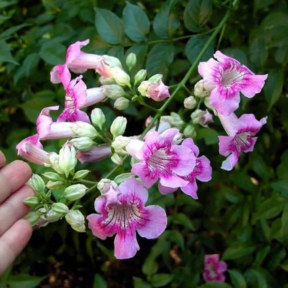 Pink Trumpet Vine Plant