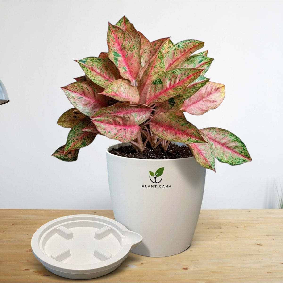Aglaonema Pink Chinese Evergreen Self-Watering Pot with Tray