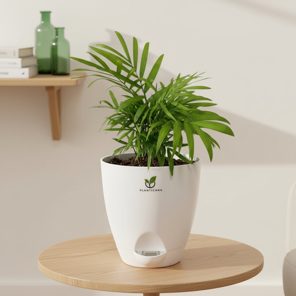 Parlor Palm in Self-Watering Pot