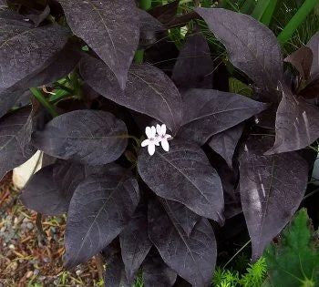 Eranthemum Black Magic Plant