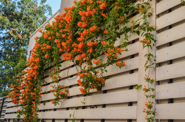 Orange Trumpet Vine (Pyrostegia
Venusta) (plant)