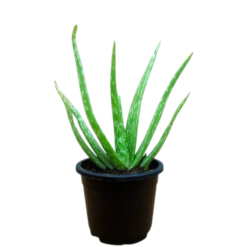 Aloe Vera Plant