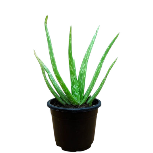 Aloe Vera Plant