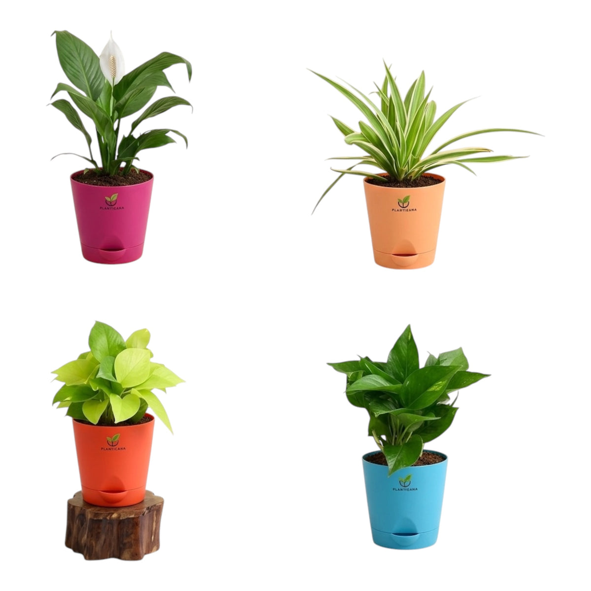 Indoor Plant Combo – Set of 4 with Self-Watering Pots