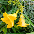 Yellow Kaner Plant