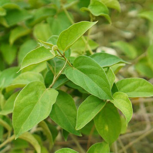 Madhunashini Plant (Sugar Destroyer Plant)