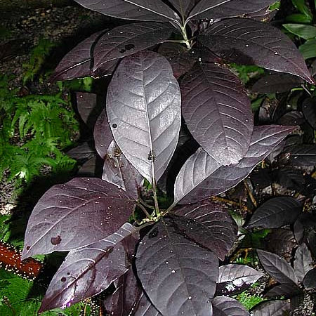 Eranthemum Black Magic Plant