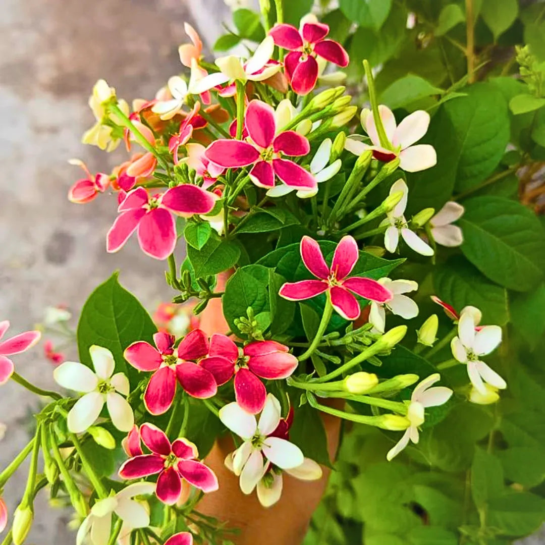Madhumalti Dwarf Plant (Rangoon Creeper)