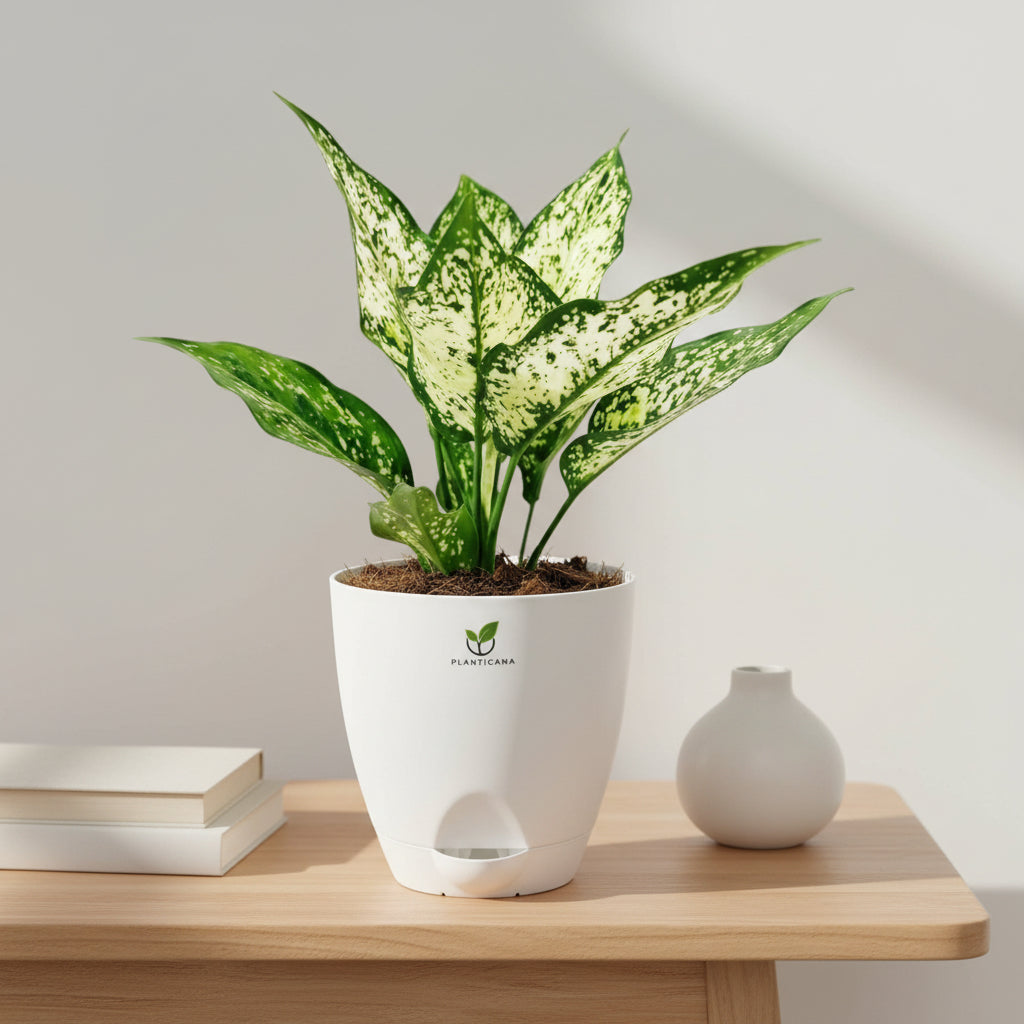 Aglaonema Snow White in Self-Watering Pot