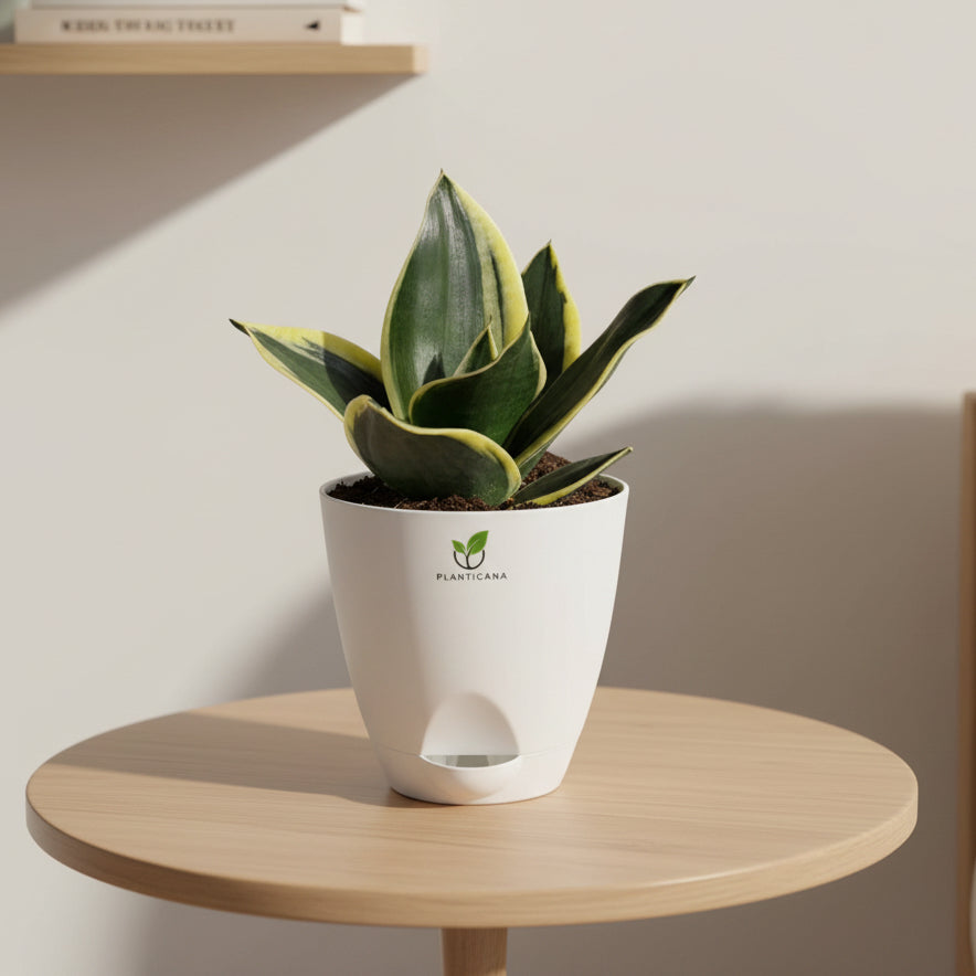 Golden Hahnii Snake Plant in Self-Watering Pot