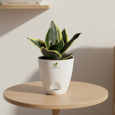 Golden Hahnii Snake Plant in Self-Watering Pot