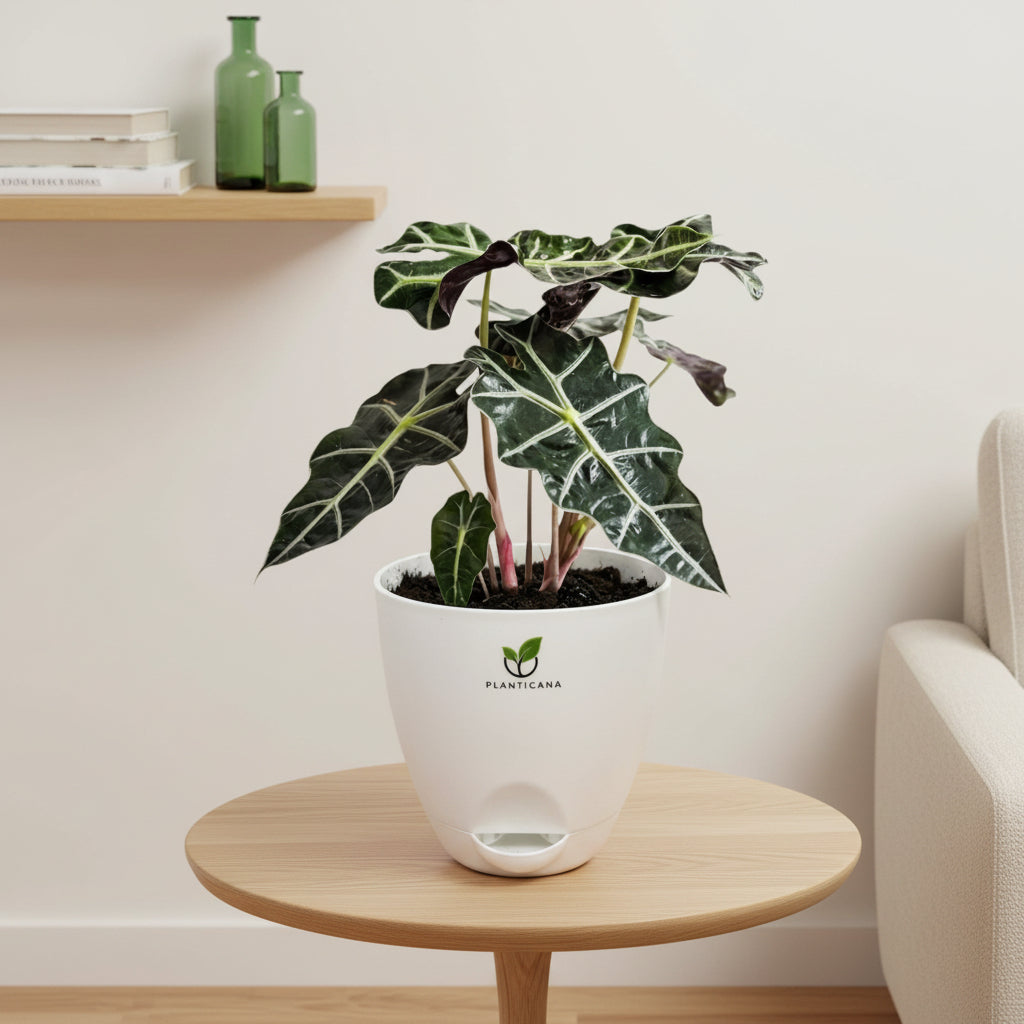Alocasia Polly – Self-Watering Pot