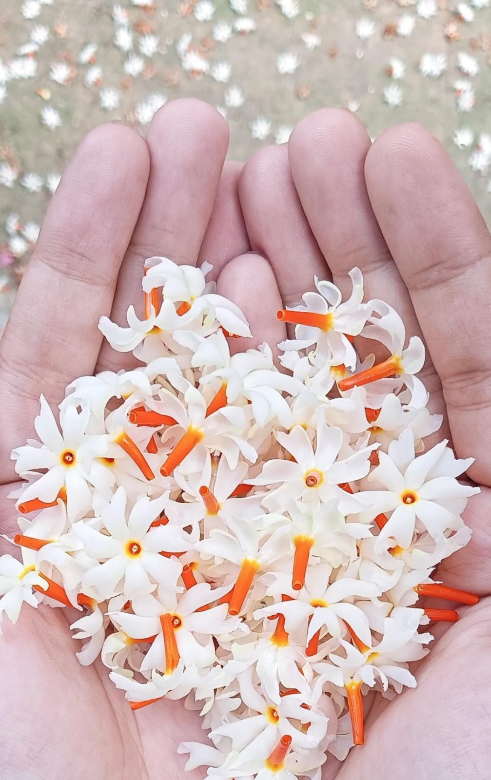 Parijat Plant (Night Flowering Jasmine)