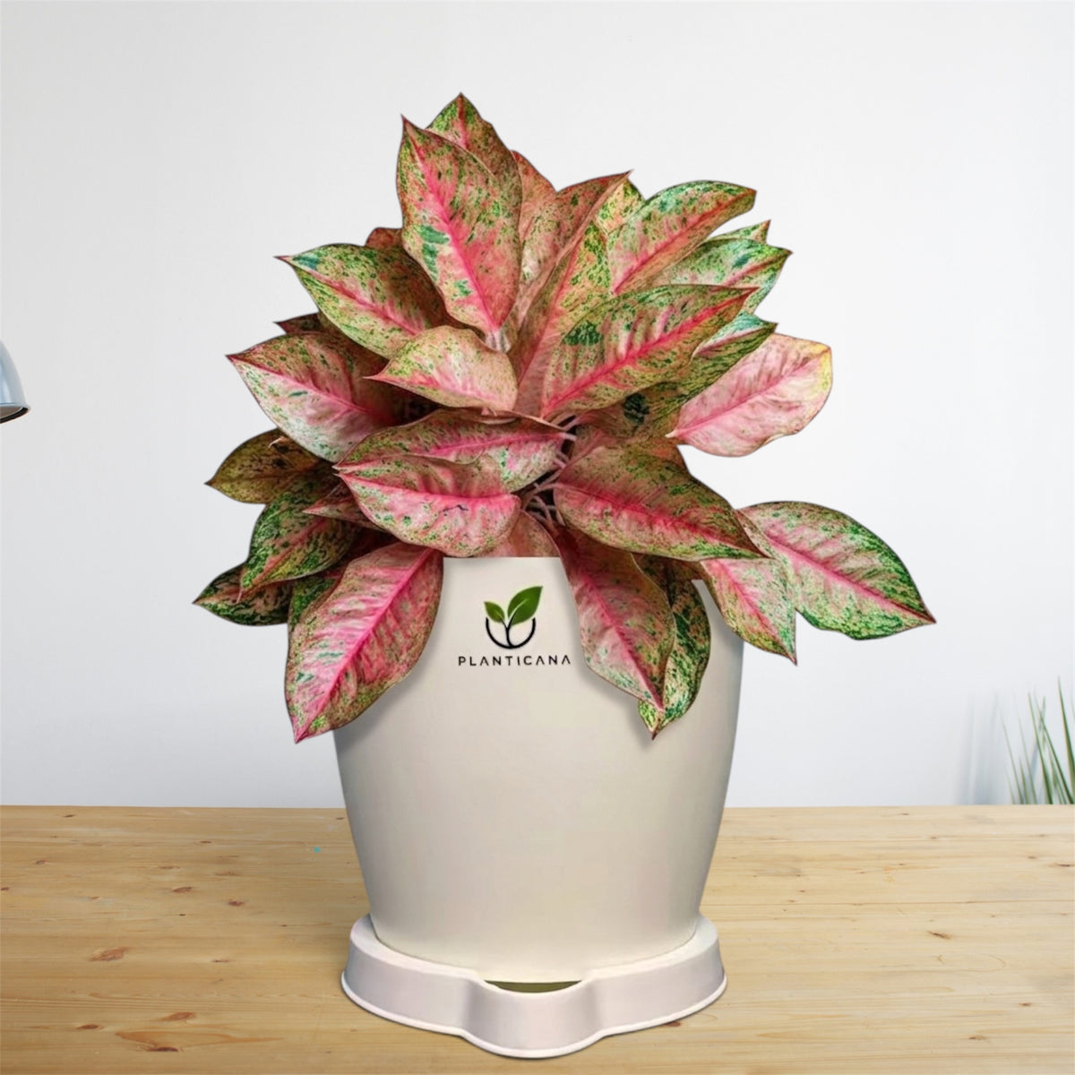 Aglaonema Pink Chinese Evergreen Self-Watering Pot with Tray