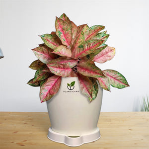 Aglaonema Pink Chinese Evergreen Self-Watering Pot with Tray