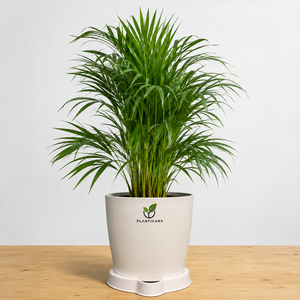 Areca Palm Plant with Planticana Self-Watering Pot & Tray