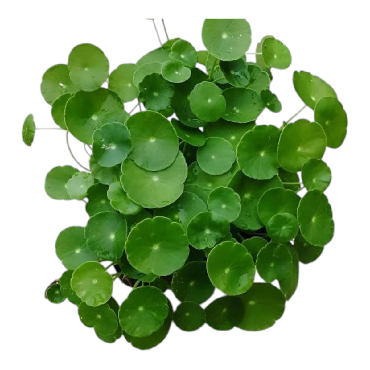 Brazilian Pennywort Plant (Hydrocotyle)