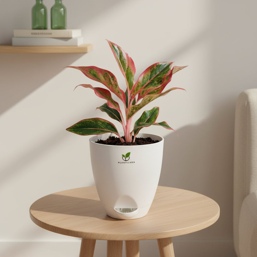 Aglaonema Lipstick in Self-Watering Pot