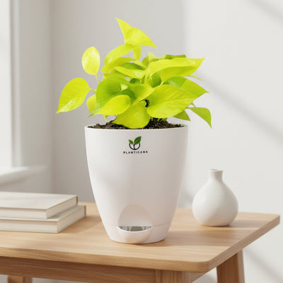 Neon Pothos in Self-Watering Pot
