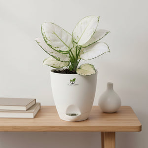 Aglaonema Super White in Self-Watering Pot