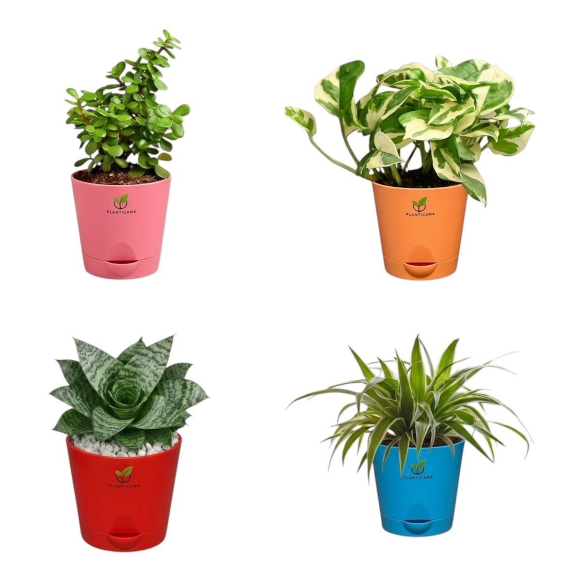Planticana Indoor Plant Combo – Set of 4