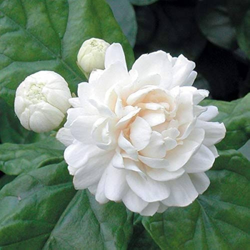 Button Mogra Plant