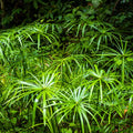Umbrella Palm (Cyperus Alternifolius) –