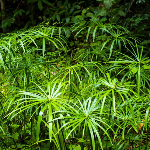 Umbrella Palm (Cyperus Alternifolius) –