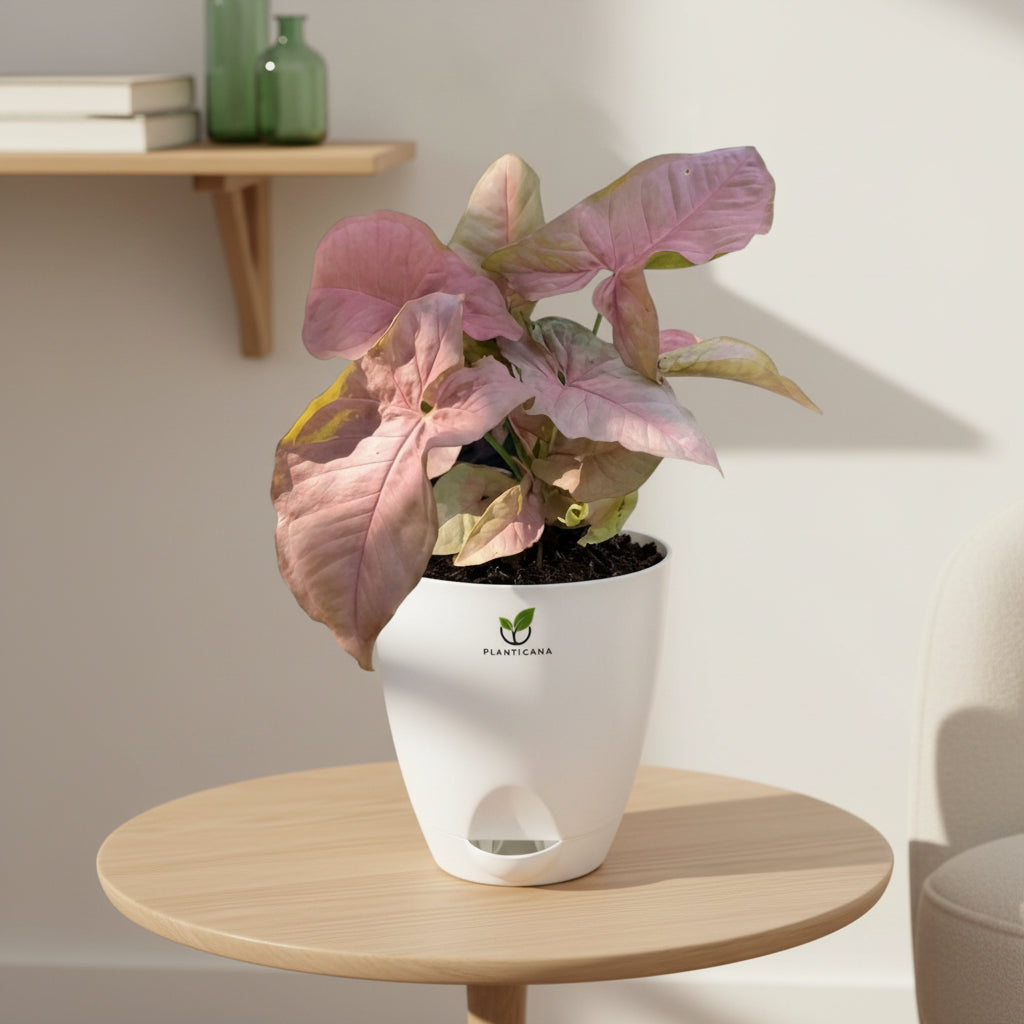 Syngonium Pink in Self-Watering Pot