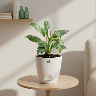 Peace Lily in Self-Watering Pot