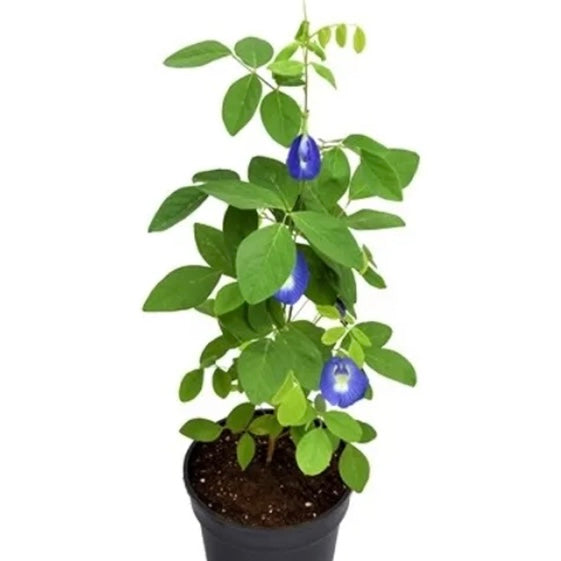 Blue Aparajita Plant (Butterfly Pea)