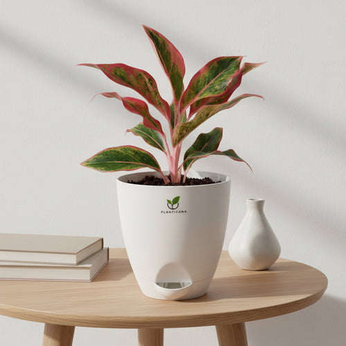 Aglaonema Lipstick in Self-Watering Pot