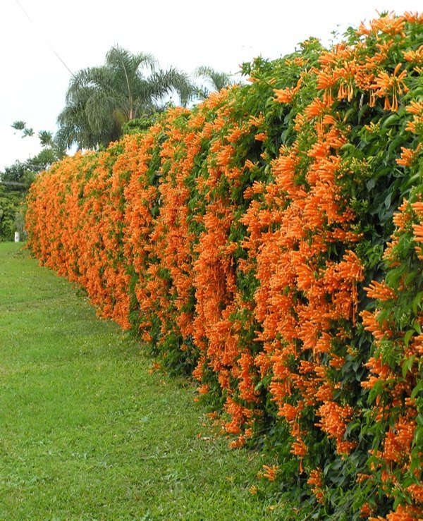 Orange Trumpet Vine (Pyrostegia
Venusta) (plant)
