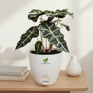 Alocasia Polly – Self-Watering Pot