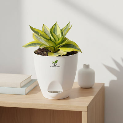 Sansevieria Golden Hahnii in Self-Watering Pot