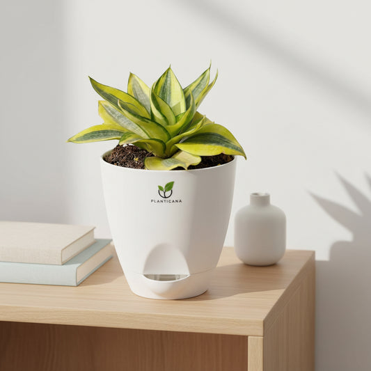 Sansevieria Golden Hahnii in Self-Watering Pot