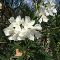 White Kaner Plant (White Oleander)