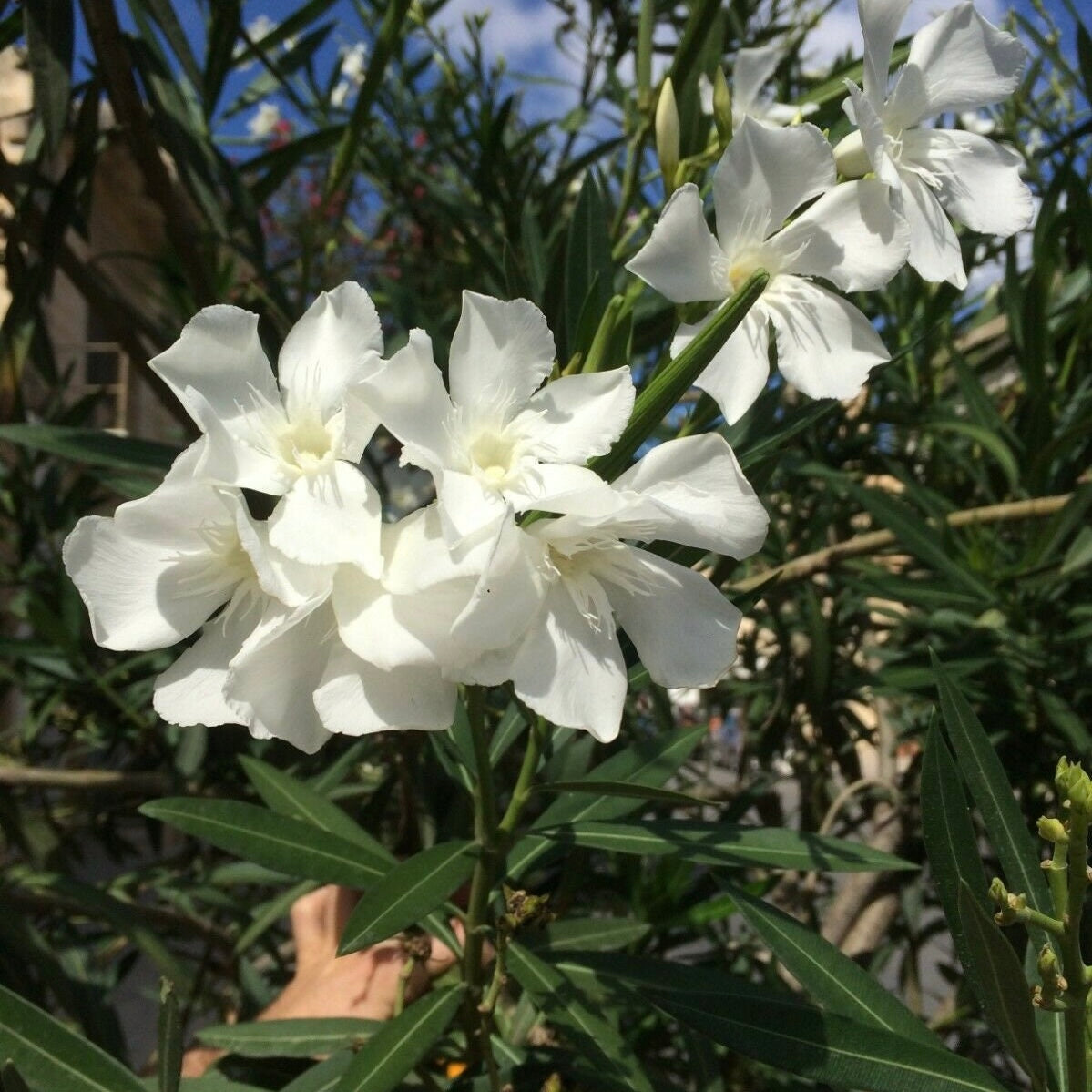 White Kaner Plant (White Oleander)