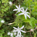 Juhi Plant (Jasmine)