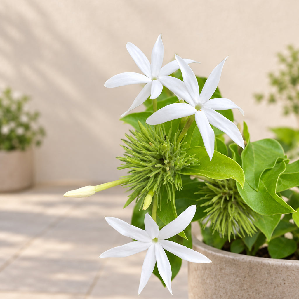 Juhi Plant (Jasmine)