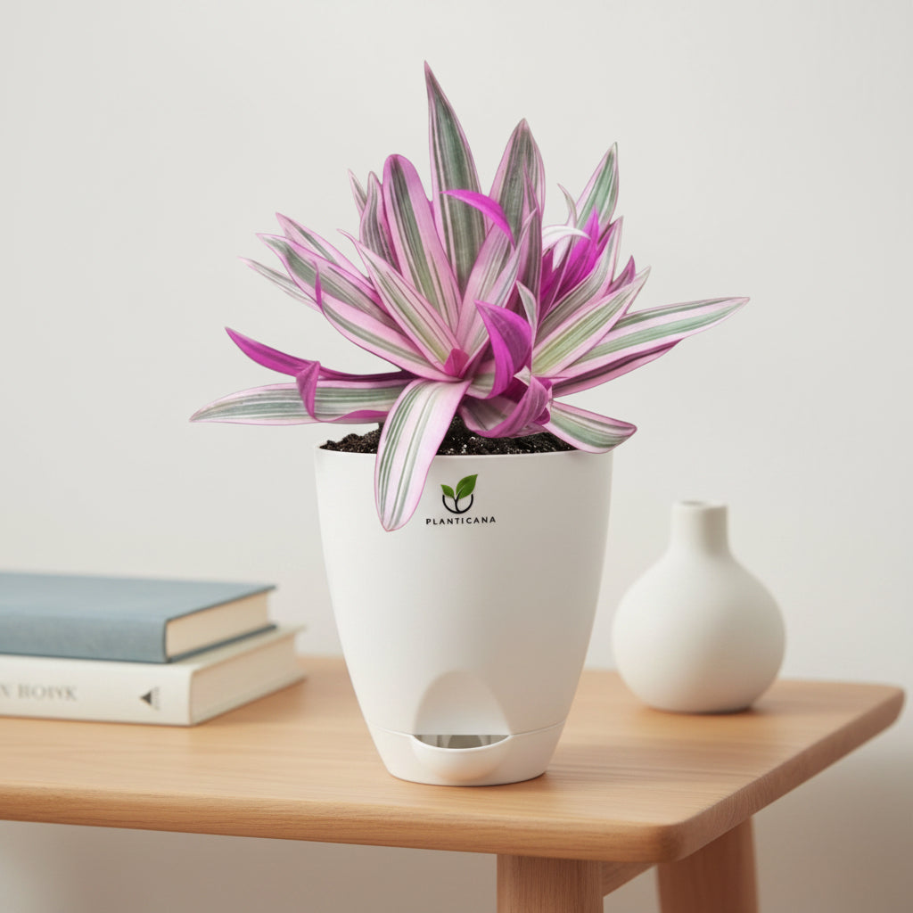 Rhoeo Tricolor Plant in Self-Watering Pot